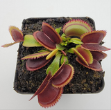 Venus flytrap (Dionaea muscipula) "Brutal Shark" plant in a pot on a white background