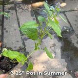 Native Anise Hyssop Live Plant – Pollinator Perennial – Agastache foeniculum – Purple Blooms – Bee & Butterfly Garden – Zones 4–8