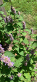 Native Anise Hyssop Live Plant – Pollinator Perennial – Agastache foeniculum – Purple Blooms – Bee & Butterfly Garden – Zones 4–8