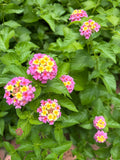 Mozelle Hardy Lantana Live Plant – Pink & Yellow Blooms – Butterfly & Hummingbird Plant – Zones 7–11