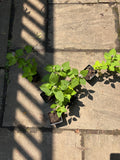 Native Anise Hyssop Live Plant – Pollinator Perennial – Agastache foeniculum – Purple Blooms – Bee & Butterfly Garden – Zones 4–8