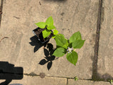 Native Anise Hyssop Live Plant – Pollinator Perennial – Agastache foeniculum – Purple Blooms – Bee & Butterfly Garden – Zones 4–8