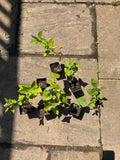 Native Anise Hyssop Live Plant – Pollinator Perennial – Agastache foeniculum – Purple Blooms – Bee & Butterfly Garden – Zones 4–8