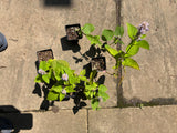 Native Anise Hyssop Live Plant – Pollinator Perennial – Agastache foeniculum – Purple Blooms – Bee & Butterfly Garden – Zones 4–8