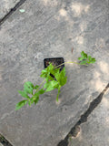 Lovage Live Plant (Levisticum officinale) – Perennial Celery-Flavored Culinary Herb – Zones 4–8