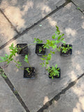 Lovage Live Plant (Levisticum officinale) – Perennial Celery-Flavored Culinary Herb – Zones 4–8