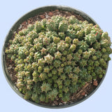Euphorbia monstrose
