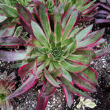 Aeonium 'Phoenix' Variegata