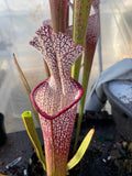 Sarracenia - Wilkerson’s Red Rocket 1GP plant with pitcher-like structure in a greenhouse setting
