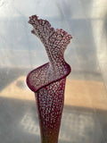 Close-up of a Sarracenia - Wilkerson’s Red Rocket 1GP pitcher plant with a textured surface on a reflective background