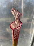 Sarracenia - Wilkerson’s Red Rocket 1GP plant with red and white pattern on a reflective surface
