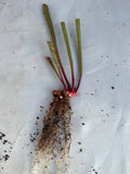 Sarracenia - Wilkerson’s Red Rocket 1GP of a plant with green shoots on a white background