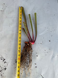 Sarracenia - Wilkerson’s Red Rocket 1GP with roots and a measuring tape on a white background