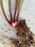 Close-up of a Sarracenia - Wilkerson’s Red Rocket 1GP with roots on a light background