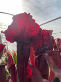 Close-up of a red Sarracenia - “Mohawk” pitcher plant with a blurred background