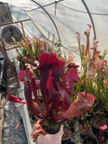 Red Sarracenia - “Mohawk” pitcher plants in a greenhouse setting