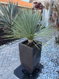 Tall potted Yucca rostrata plant in a black container on a patio with pebbles and a building in the background