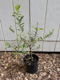 Potted Hakuro Nishiki Dappled Willow plant in front of a white paneled wall