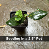 Coral Honeysuckle Live Plant – Lonicera sempervirens – Native Hummingbird Vine, Zones 4–9