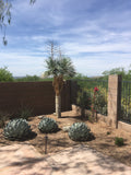 Agave Parryi Truncata
