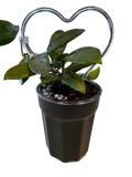 Self Watering Pots 4" Black