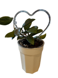 Self Watering Pots 4" Ivory