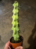 Boobie Cactus