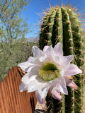 South American Saguaro Cactus with a white flower in a natural setting