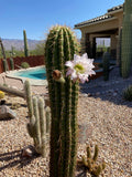 South American Saguaro Cactus with a flower in a desert landscape with a pool and house.