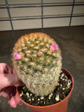Bottle Brush Cactus