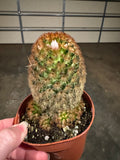 Bottle Brush Cactus
