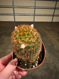 Bottle Brush Cactus