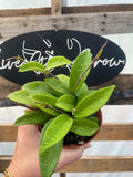 Hoya Carnosa