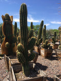Potted South American Saguaro cacti in a garden setting with a clear blue sky.