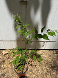 Japanese Tree Lilac (Syringa reticulata) – 1 Gallon Starter Tree (1’ - 2’)