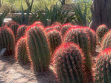 Row of Ferocactus pringlei with red spines in a garden setting