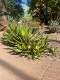 Agave lophantha 'Quadricolor' plant in a garden setting with other plants and trees in the background.