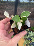 Hoya Lacunosa Asami Wonosobo