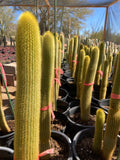 Group of tall yellow Golden Torch Cacti in pots with a blurred garden background