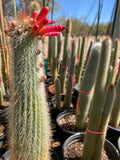 Tall Silver Torch Cactus with red flowers in a greenhouse setting