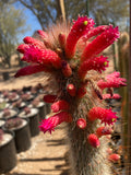Silver Torch Cactus with red flowers in a garden setting