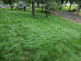 Lush green lawn with trees and a driveway in the background EcoSeed - The No Maintenance Lawn, Fine Fescue Lawn Mix, Eco-Friendly Grass