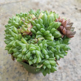 Haworthia marumiana var. batesiana
