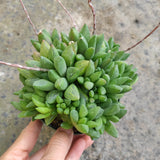 Haworthia turgida X held in a hand against a neutral background