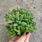 Haworthia turgida X held in a hand against a concrete background