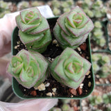 Crassula 'Baby's Necklace'