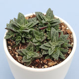 Crassula exilis ssp. cooperi 'Tiger Jade'