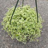 Sedum 'Little Missy'