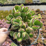 Cotyledon tomentosa Bear's Paw