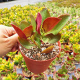 Crassula streyi 'Pondo Cliff'